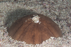 Echinolampas crassa image