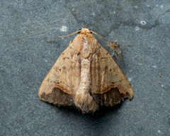 Bocula xanthostola