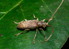 Acalolepta rusticatrix
