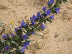 Echium gaditanum