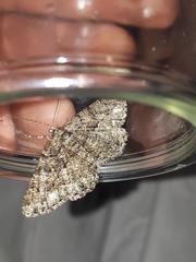 Peribatodes ilicaria