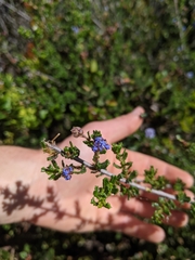 Ceanothus dentatus