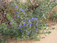 Echium gaditanum