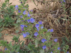 Echium gaditanum