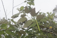 Bauhinia chapulhuacania