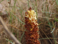 Orobanche densiflora