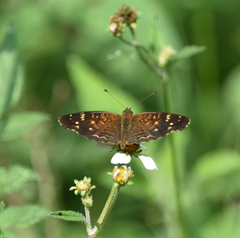 Anthanassa atronia
