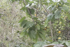 Bauhinia chapulhuacania
