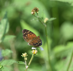 Anthanassa atronia