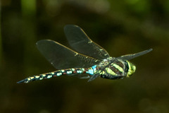 Zosteraeschna minuscula