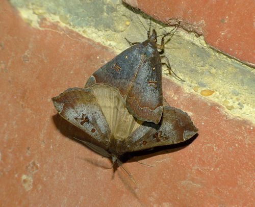 Slender owlet moth photo 6