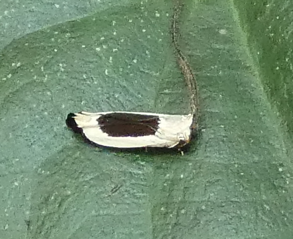 Battaristis emissurella