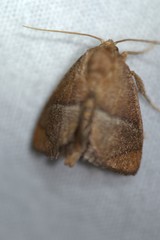 Apoda rectilinea