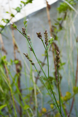 Verbena montevidensis