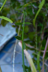 Verbena montevidensis