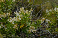 Veronica brachysiphon