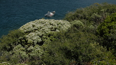 Veronica brachysiphon