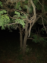 Stryphnodendron adstringens