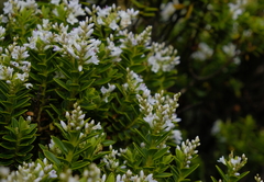 Veronica brachysiphon