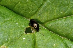 Psylliodes attenuata