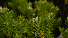 Veronica brachysiphon