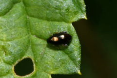 Psylliodes attenuata