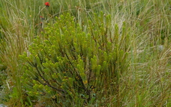 Veronica pauciramosa