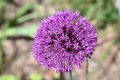 Allium