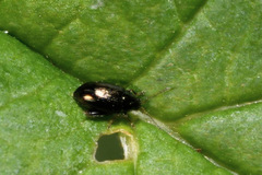 Psylliodes attenuata