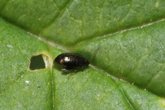 Psylliodes attenuata
