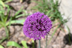 Allium