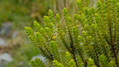 Veronica pauciramosa