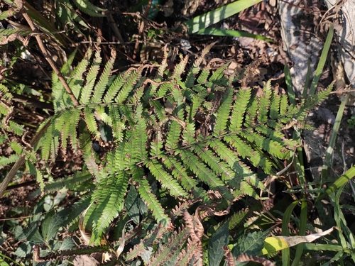 Thelypteris acuminata iNat (3)