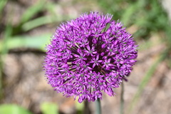 Allium