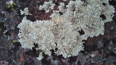 Arctoparmelia