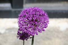 Allium