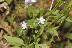 Lobelia orientalis