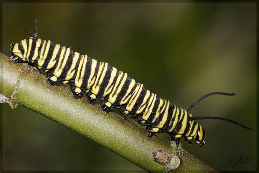 South American Monarch