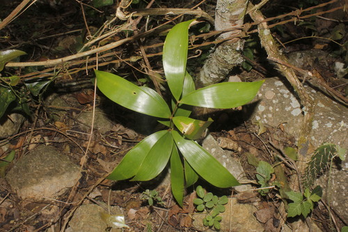 Ceratozamia latifolia, photograph 5