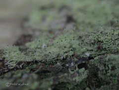 Chaenotheca furfuracea