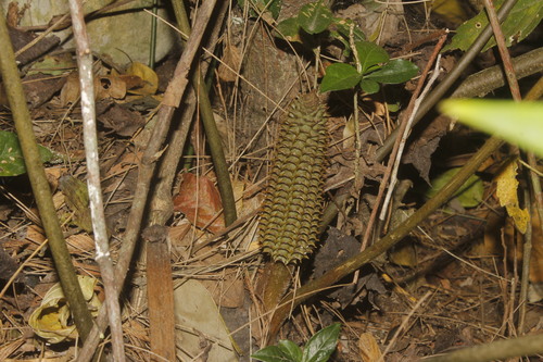 Ceratozamia latifolia, photograph 3