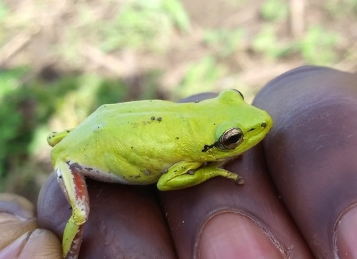Cinnamon-bellied Reed Frog