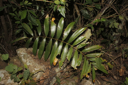 Ceratozamia latifolia, photograph 4