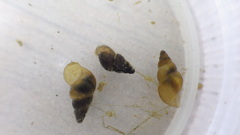 Potamopyrgus antipodarum