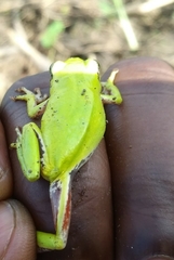 Hyperolius cinnamomeoventris