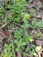 Cerastium glomeratum