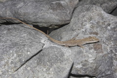 Anolis sericeus