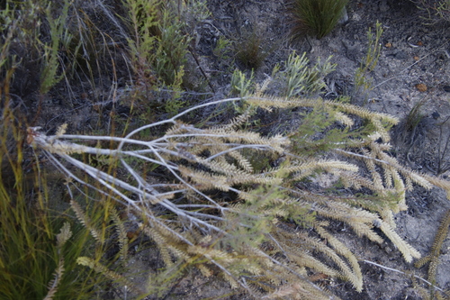 Image of Melaleuca diosmifolia by (c) Tony Rebelo, some rights reserved (CC BY-SA)