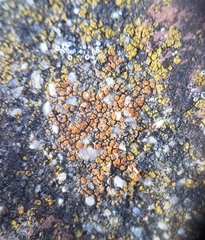 Polycauliona luteominia