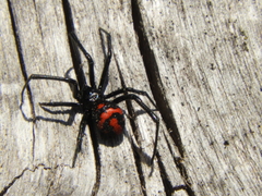 Latrodectus mirabilis